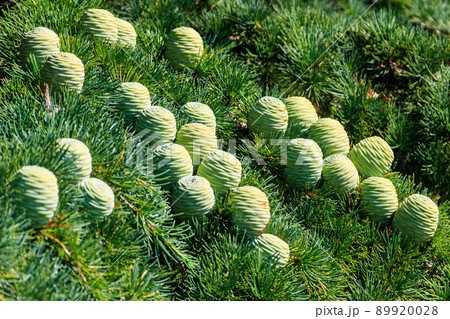 Young cones growing on a branch of a Cedar Tree (Cedrus libani) Cedar of Lebanon or Lebanon Cedar 89920028