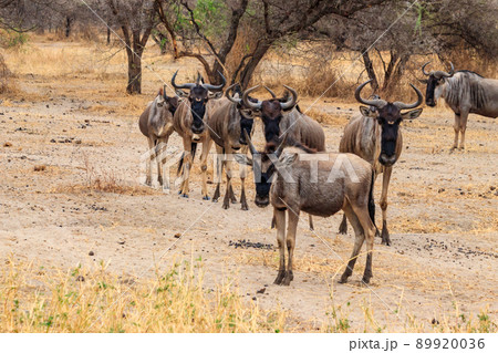Herd of blue wildebeest (Connochaetes taurinus) in Tarangire National Park, Tanzania 89920036