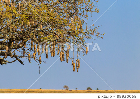 Sausage tree (Kigelia africana) in Serengeti national park, Tanzania 89920068