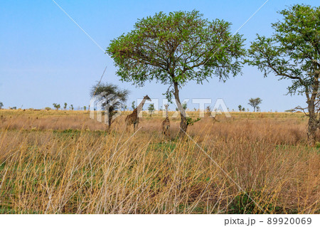 Mother and baby giraffe (Giraffa camelopardalis) in Serengeti national park in Tanzania 89920069
