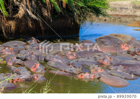 Group of hippos (Hippopotamus amphibius) in a river in Serengeti National Park, Tanzania. Wildlife of Africa 89920070