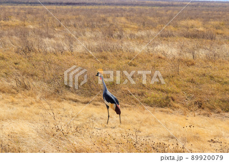 Grey crowned crane (Balearica Regulorum) in Ngorongoro crater national park, Tanzania. Wildlife of Africa Grey crowned crane (Balearica Regulorum) in Ngorongoro crater national park, Tanzania. Wildlife of Africa 89920079