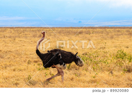 Male ostrich (Struthio camelus) in savanna in Ngorongoro Crater National park in Tanzania. Wildlife of Africa Male ostrich (Struthio camelus) in savanna in Ngorongoro Crater National park in Tanzania. Wildlife of Africa 89920080