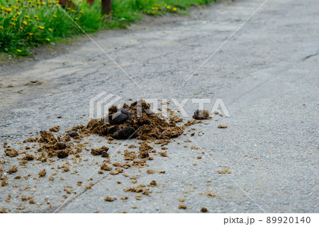 A pile of fresh and smelly horse manure on an asphalt road in a city park A pile of fresh and smelly horse manure on an asphalt road in a city park 89920140