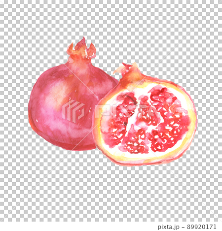 Illustration of pomegranate drawn in watercolor 89920171
