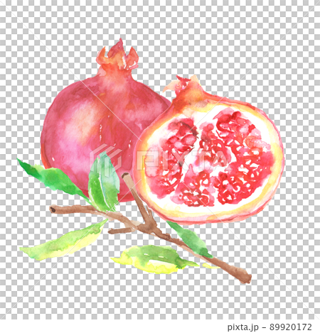 Illustration of pomegranate drawn in watercolor 89920172
