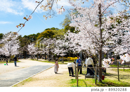 比治山公園の御便殿広場です。桜が満開でお花見の頃です。明るい雰囲気をどうぞ。広島県 89920288