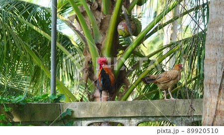 Chicken standing on concrete wall with coconut palm tree in background, Black with brown with orange and yellow color stripes of feather on rooster and hen, Thailand Chicken standing on concrete wall with coconut palm tree in background, Black with brown with orange and yellow color stripes of feather on rooster and hen, Thailand 89920510