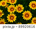 花壇に咲く花　ガザニア 89920616