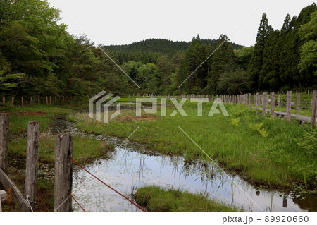 五月の樫原湿原 五月の樫原湿原 89920660