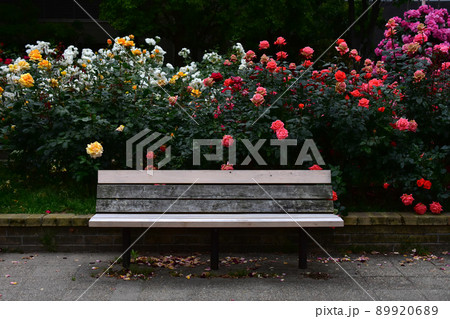 薔薇のある公園のベンチ 89920689