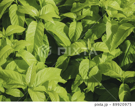 Light Green leaves Tree Plant Nature background  89920975