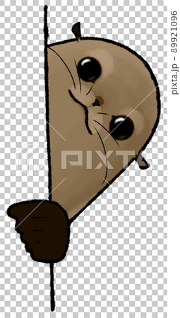 海獅注視這種情況 89921096