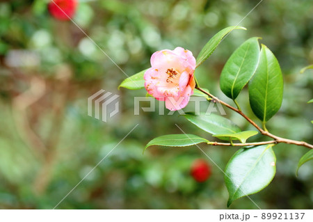 椿の花　 89921137