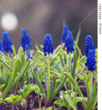 Blooming mouse hyacinth or viper onion in spring after the snow melts. Blooming mouse hyacinth or viper onion in spring after the snow melts. 89921601