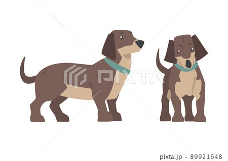 Dachshund Dog Breed Hound with Short Legs and Long Body Standing Vector Set Dachshund Dog Breed Hound with Short Legs and Long Body Standing Vector Set 89921648