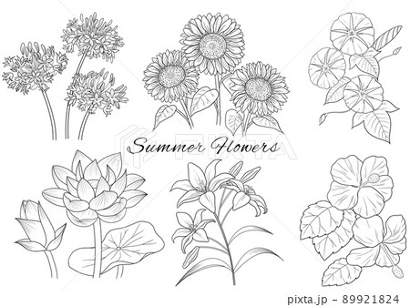 夏の花のペン画のセット 89921824