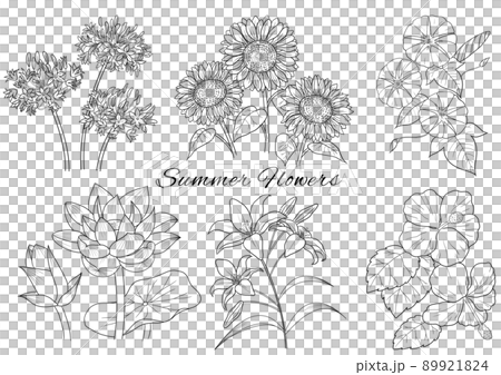 夏の花のペン画のセット 89921824