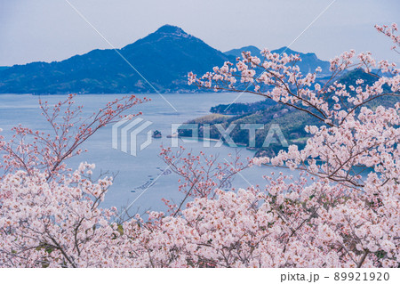 瀬戸内しまなみ海道 伯方島・開山公園の桜 瀬戸内しまなみ海道 伯方島・開山公園の桜 89921920