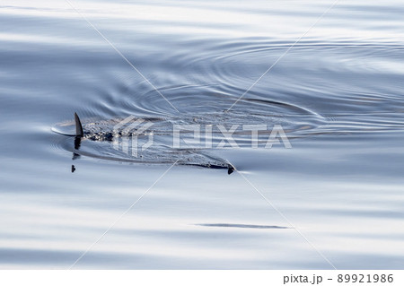 Sword fish swordfish on sea surface close up 89921986