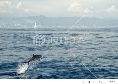 Happy Striped dolphins jumping outside the sea near sailboat on genoa town italy background Happy Striped dolphins jumping outside the sea near sailboat on genoa town italy background 89921997