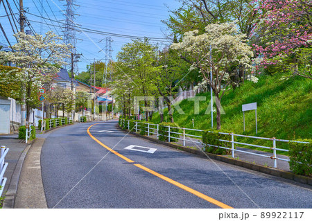 ハナミズキが咲く川崎市麻生区 南百合丘小学校前交差点付近の上麻生2丁目と王禅寺西1丁目の境界北側 89922117