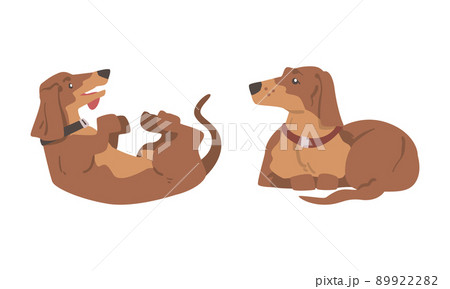 Dachshund or Badger Dog as Short-legged and Long-bodied Hound Breed with Collar Rolling on Back and Sitting Vector Set 89922282