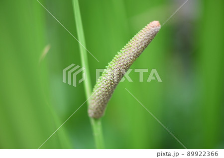 ショウブ(菖蒲)の果実 ショウブ(菖蒲)の果実 89922366