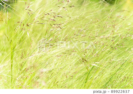 植物「スティパ(エンジェルヘアー)」イネ科 植物「スティパ(エンジェルヘアー)」イネ科 89922637