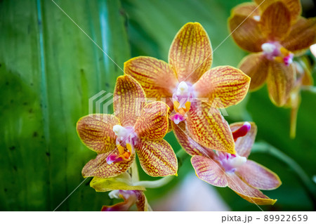 Orchid flower, Yellow Phalaenopsis Orchid flower, Yellow Phalaenopsis 89922659