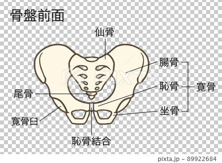 骨盤の前面、寛骨、仙骨、腸骨、恥骨、坐骨、名称あり 89922684