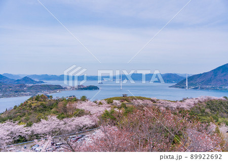 瀬戸内しまなみ海道 伯方島・開山公園の桜(後方に多々羅大橋) 瀬戸内しまなみ海道 伯方島・開山公園の桜(後方に多々羅大橋) 89922692