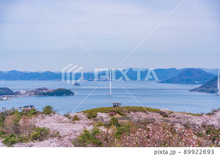 瀬戸内しまなみ海道 伯方島・開山公園の桜(後方に多々羅大橋) 瀬戸内しまなみ海道 伯方島・開山公園の桜(後方に多々羅大橋) 89922693