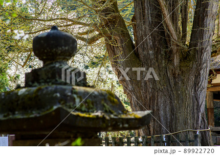 春を迎えた大イチョウ　長床　福島県 89922720