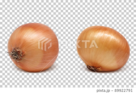 Onion onion illustration real set Onion onion illustration real set 89922791