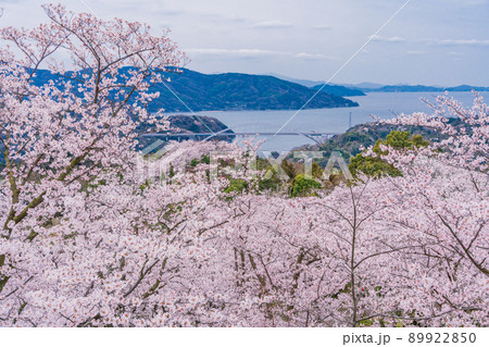 瀬戸内しまなみ海道　伯方島・開山公園の桜（後方に大三島橋） 89922850