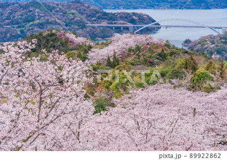 瀬戸内しまなみ海道 伯方島・開山公園の桜(後方に大三島橋) 瀬戸内しまなみ海道 伯方島・開山公園の桜(後方に大三島橋) 89922862