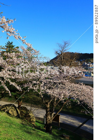 函館公園 満開の桜 函館公園 満開の桜 89922887