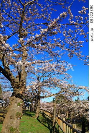 函館公園　満開の桜 89922890