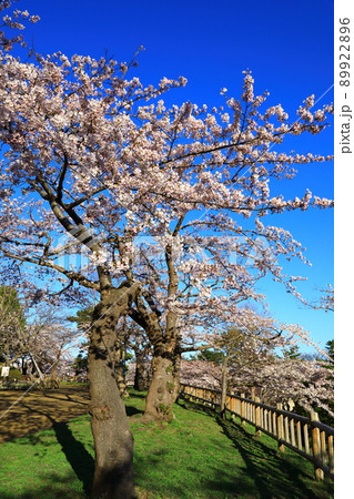 函館公園　満開の桜 89922896