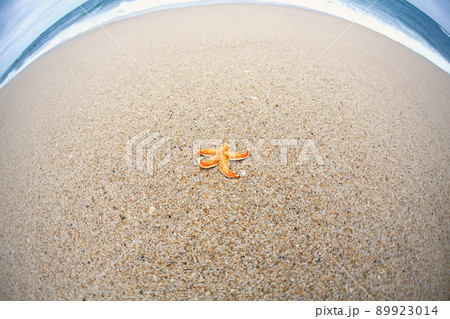 夏 砂 ヒトデ 89923014