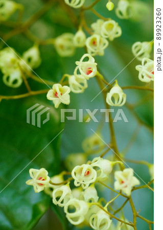 春の植物（5月） 89923260