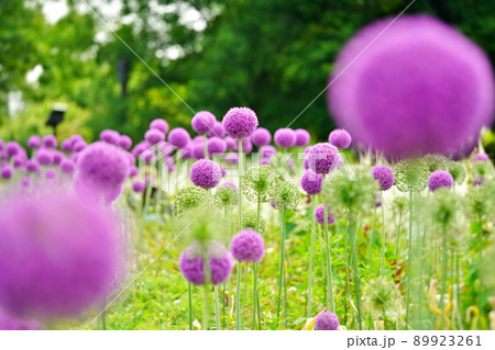 春の植物（5月） 89923261