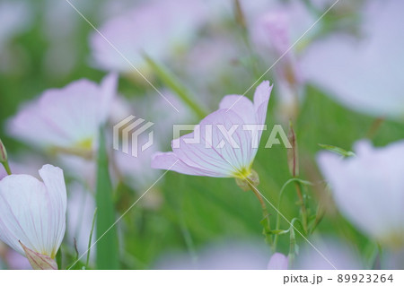 春の植物(5月) 春の植物(5月) 89923264