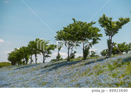 大阪　まいしまシーサイドパーク　ネモフィラブルー 89923690