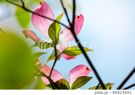 はなみずき さわやかな青空背景 はなみずき さわやかな青空背景 89923691