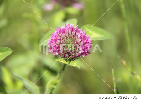 ムラサキツメクサ ムラサキツメクサ 89923785