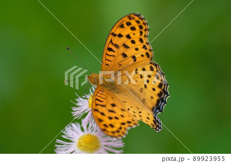 チョウでヒョウ柄模様が美しいツマグロヒョウモン 89923955