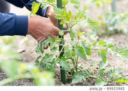 トマトの苗を植える農家の男性　野菜を育てる 89923982
