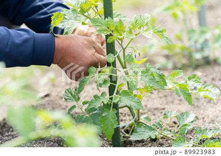 トマトの苗を植える農家の男性　野菜を育てる 89923983